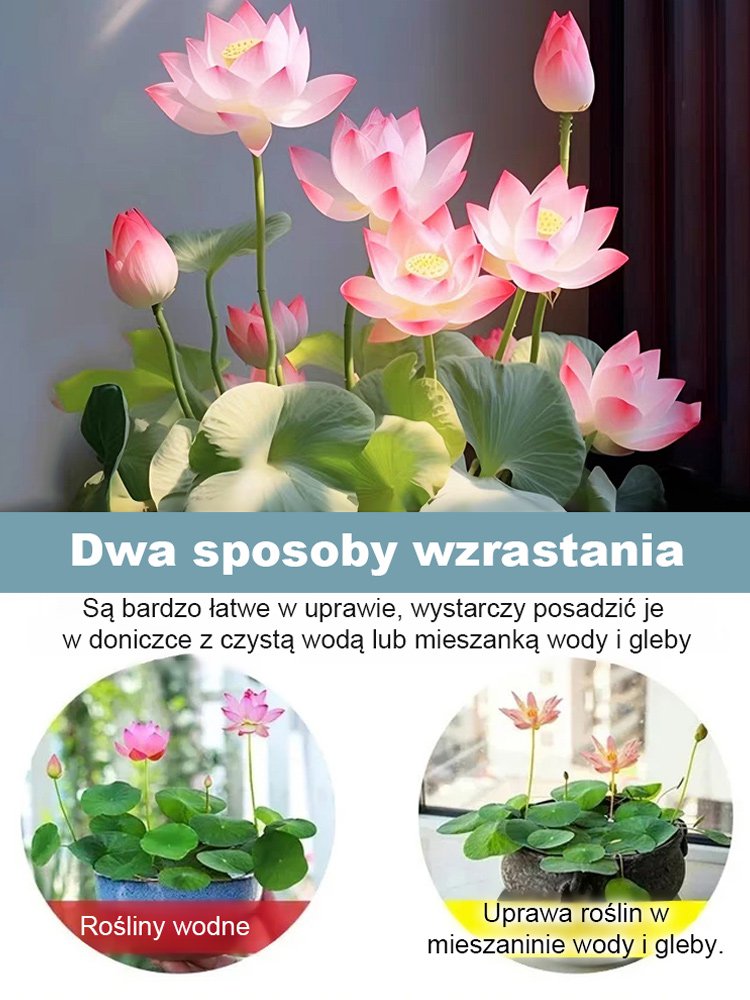 【Może kwitnąć normalnie do -20℃】Zimowe dekoracyjne nasiona lotosu do uprawy wodnej