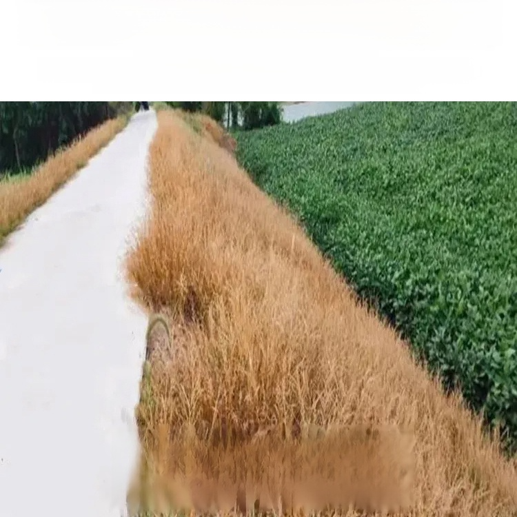 【농림축산식품부 도입 제품】 한 번에 제거, 2년 동안 새로운 잡초 없음, 지속적인 효과