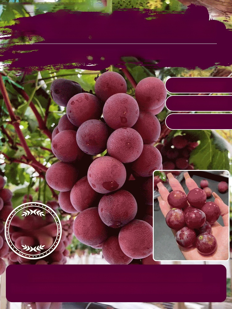 Queen Nina-Trauben mit natürlichem Weinaroma