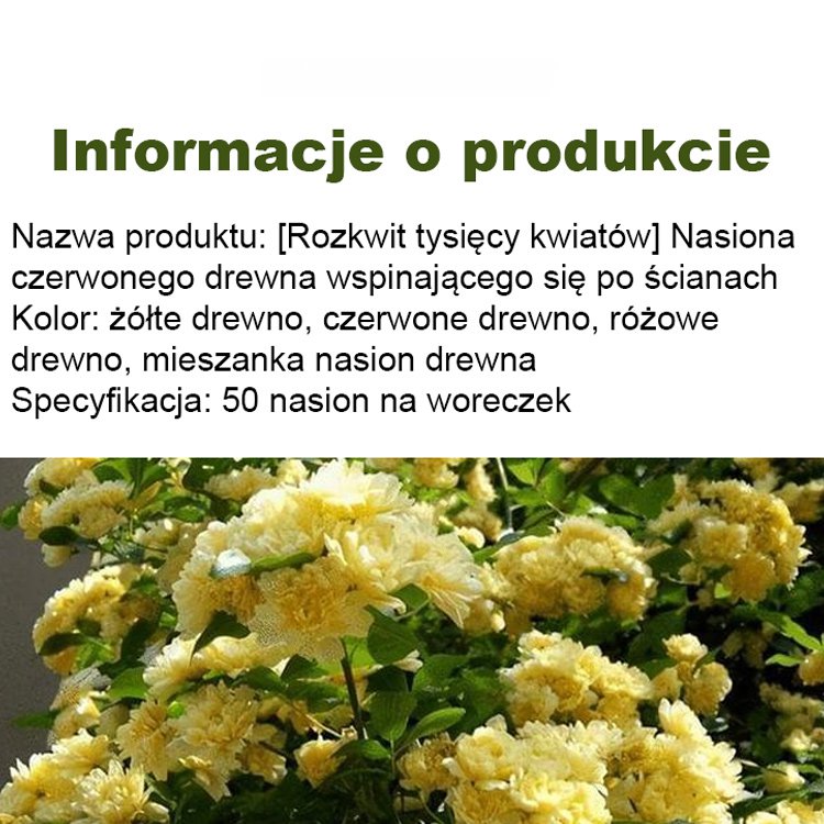 Rozkwit tysięcy kwiatów Nasiona czerwonego drewna wspinającego się po ścianach