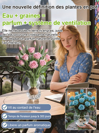 Bulbes de roses hydroponiques à longue floraison (300 jours), parfum intense