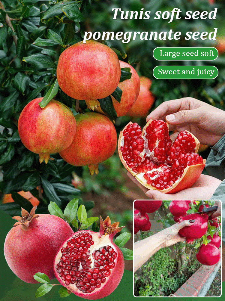 Tunisian soft-seed pomegranate seeds