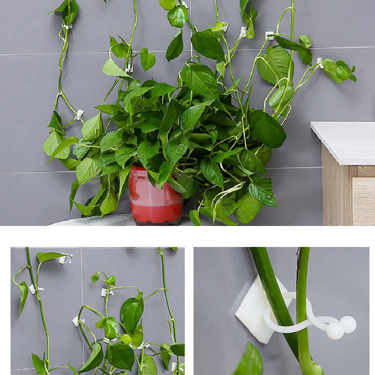 Držák na upevnění popínavých rostlin na zeď