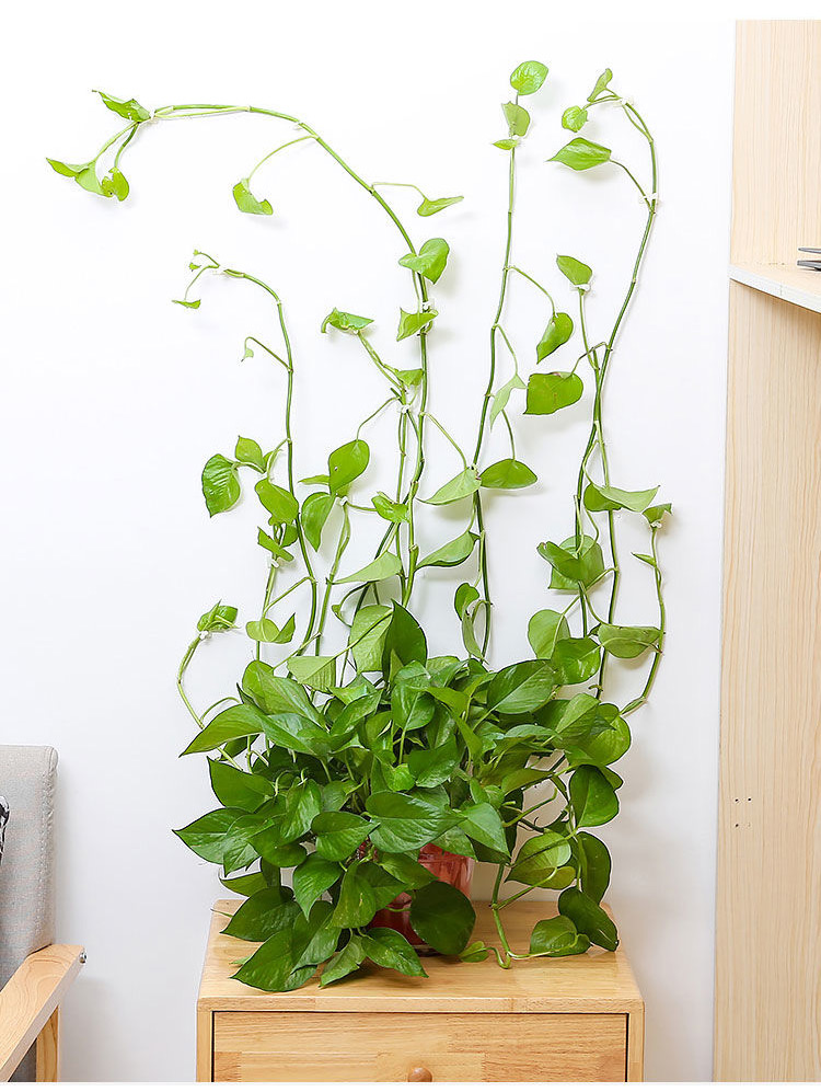 Odolný materiál držáku na popínavé rostliny