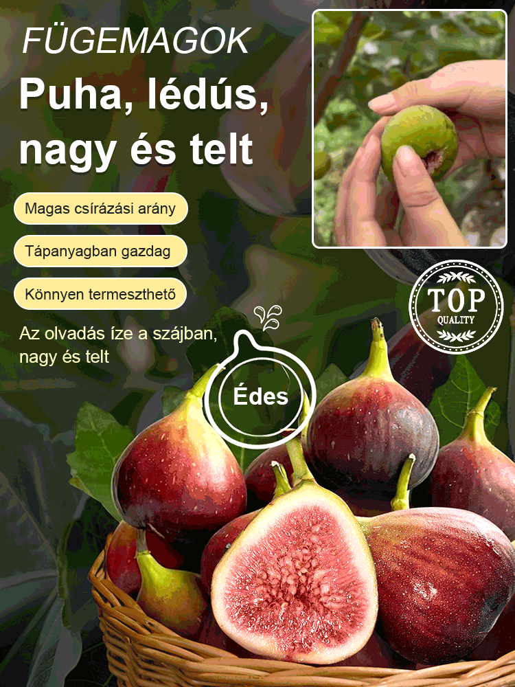 【Magas tápértékű】füge magok
