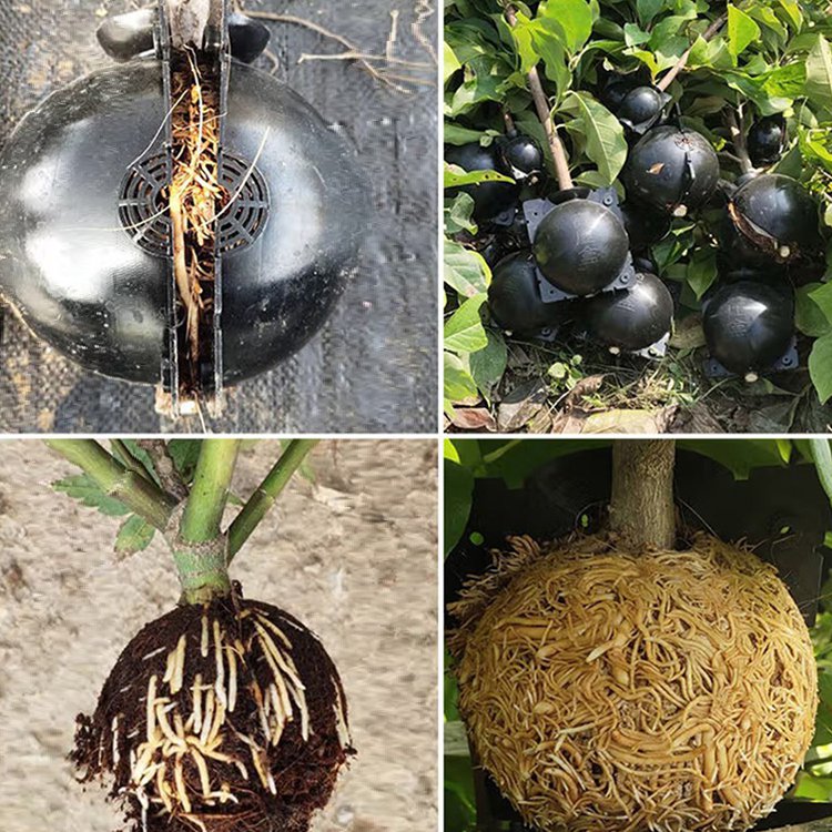 식물 고압 번식 상자