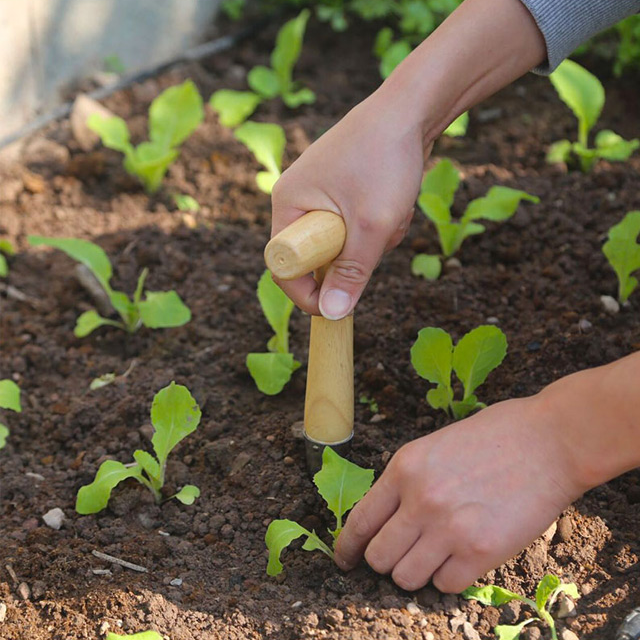 Zahradní sázecí kolík
