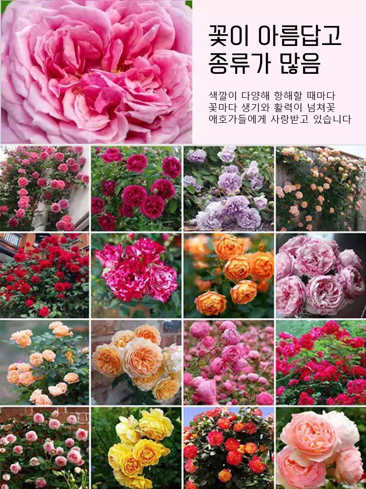 【비료 증정】다채로운 향기 가득 장미 꽃바다 씨앗