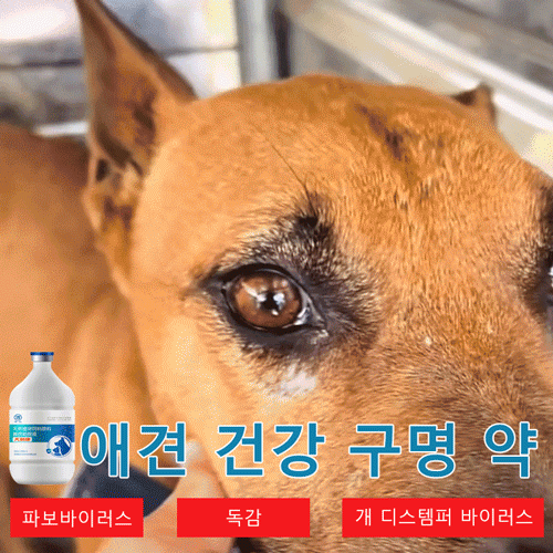 애견 건강 항바이러스제
