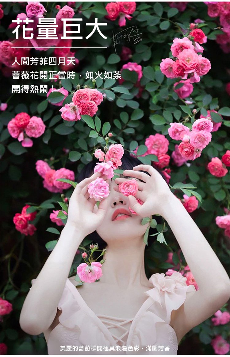 翻译件-JC-【全年开花】爬藤蔷薇花种子-1189715-系统_02.jpg