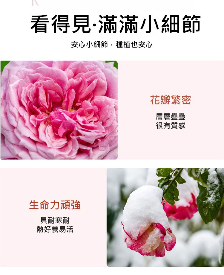 翻译件-JC-【全年开花】爬藤蔷薇花种子-1189715-系统_13.jpg