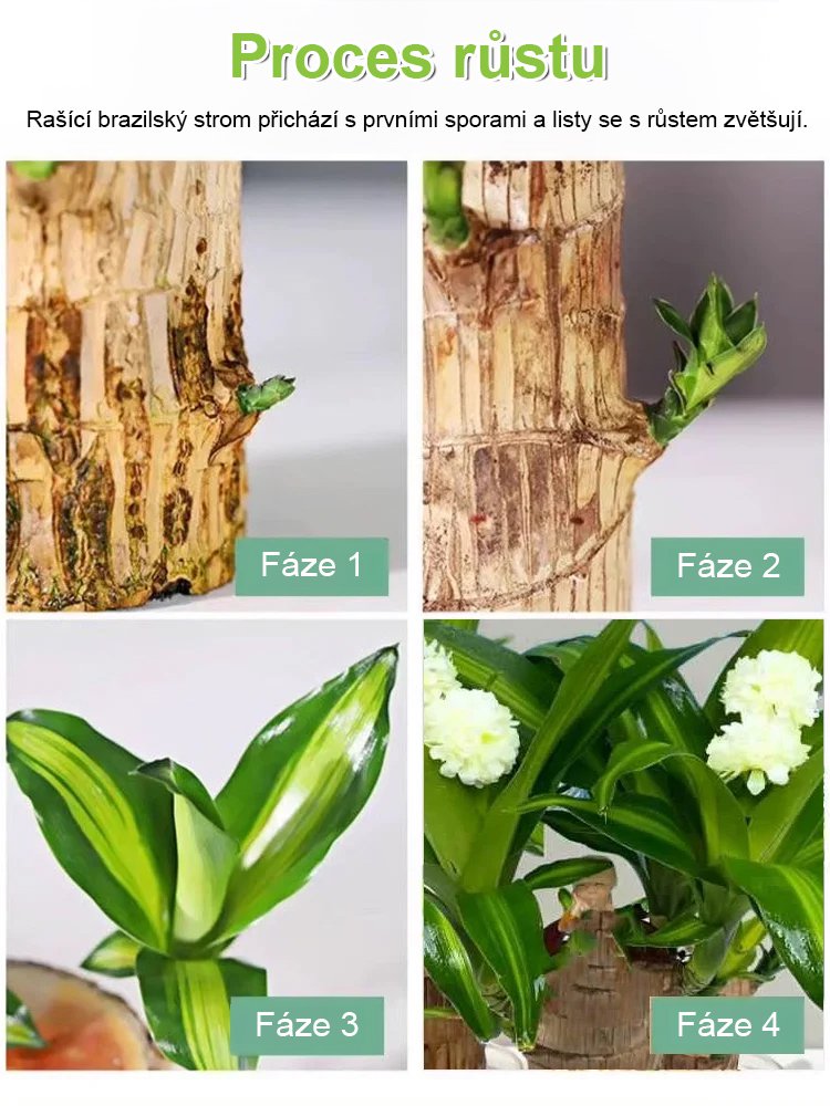 【Voda znamená život】Čtyřsezónní kvetoucí hydroponie brazilského šťastného dřeva