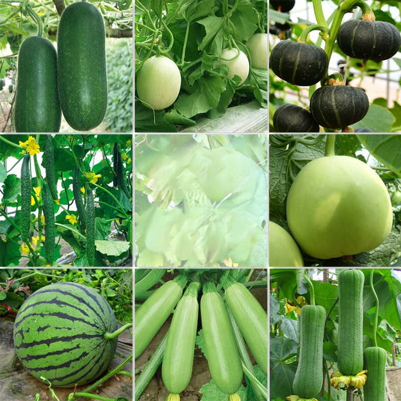 과일 채소 씨앗 모음