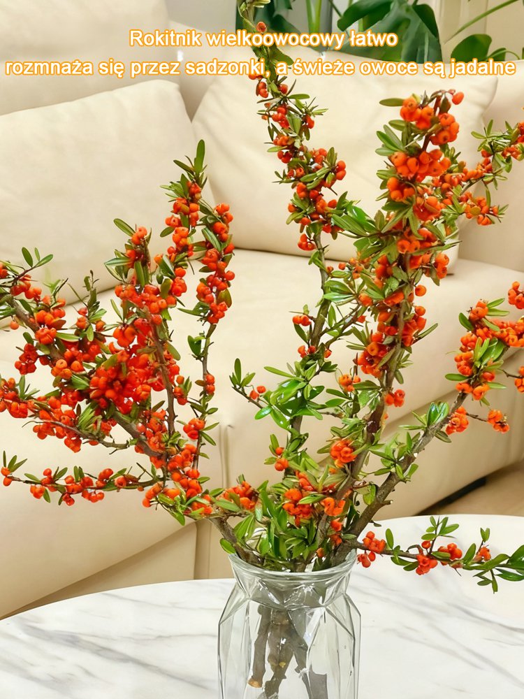 【Zwiększenie odporności i przeciwdziałanie starzeniu się】Wyniki z tamtego roku: sadzonki rokitnika o