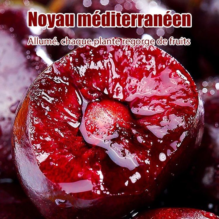 Graines de cerises importées du Chili