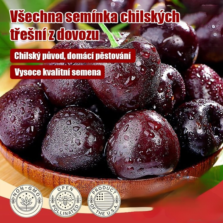Dovezená semena chilské třešně