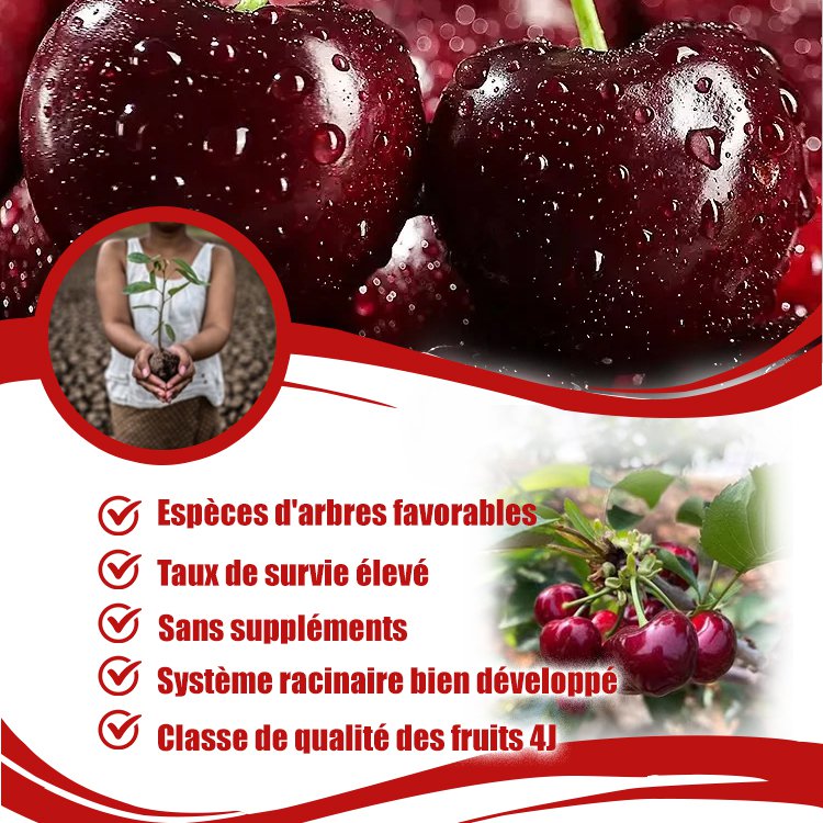Graines de cerises importées du Chili