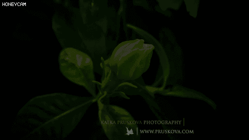 SL-天然檀香盘香送香炉_12.gif