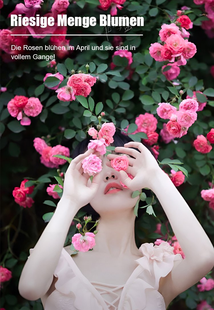 Rosenranken an einem Gartenzaun