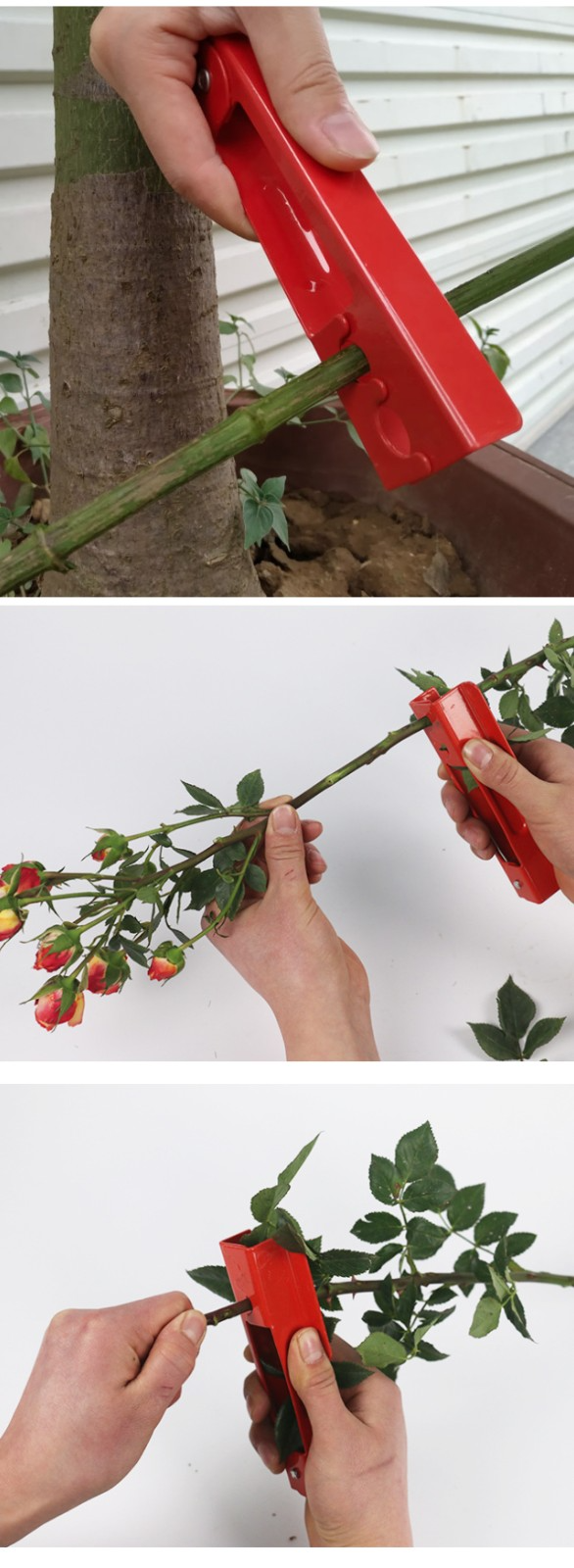 Zahradník používá kleště na odstranění trnů z růžového stonku