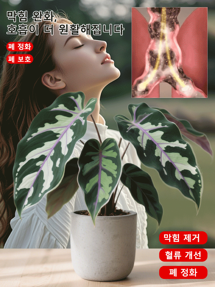 【다양한 색상 선택 가능】칼라듐 원예 씨앗
