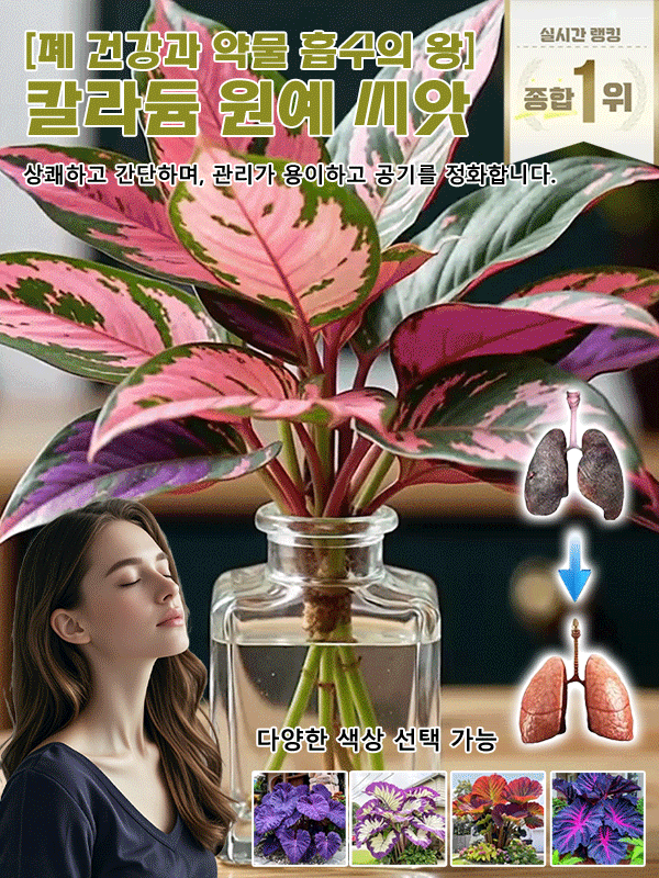 【다양한 색상 선택 가능】칼라듐 원예 씨앗