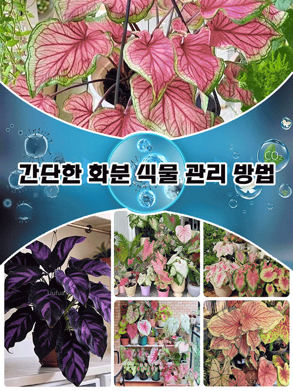 【다양한 색상 선택 가능】칼라듐 원예 씨앗