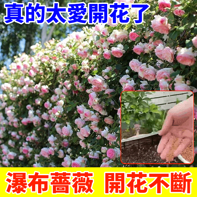 【全年開花】爬藤薔薇花種子