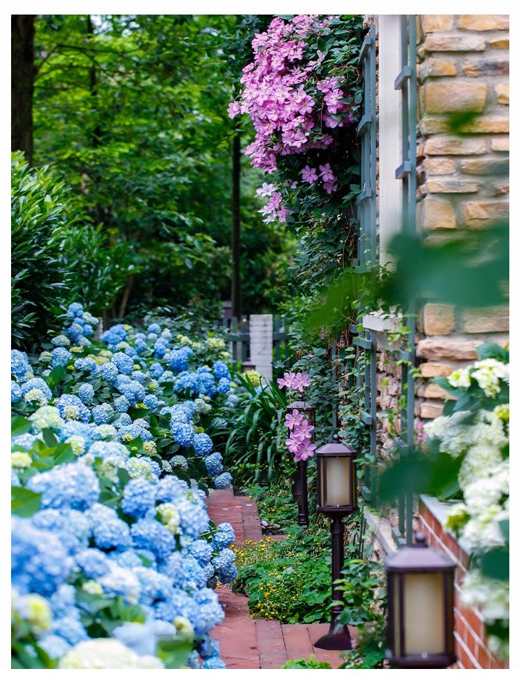 翻译件-JS-四季开花草莓绣球花种-1268048_08.jpg