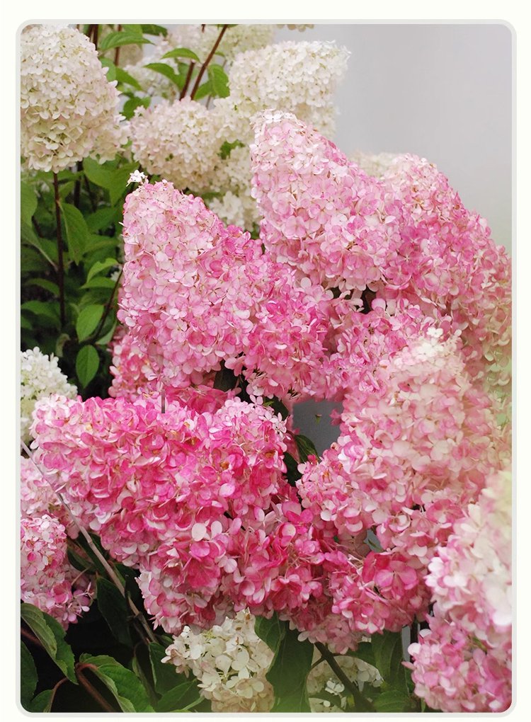 翻译件-JS-四季开花草莓绣球花种-1268048-系统_09.jpg