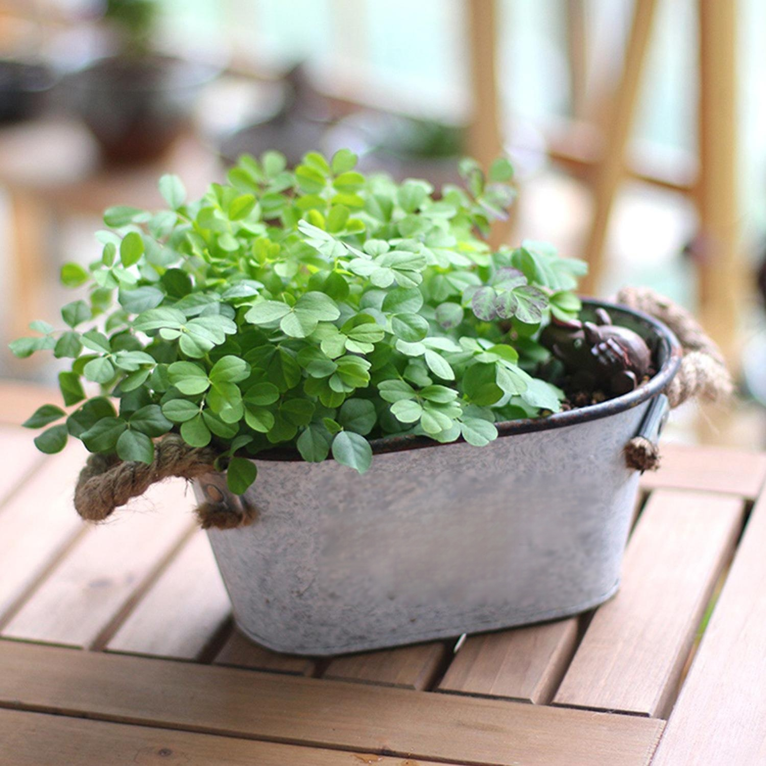 French retro simple iron succulent plant fashion small flower pot flower