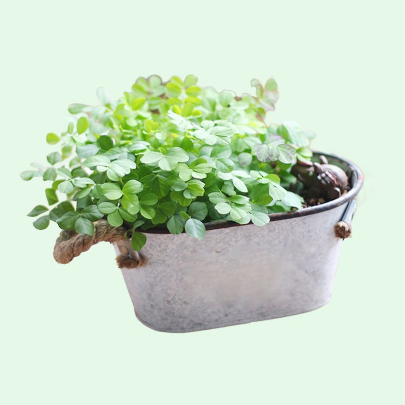 French retro simple iron succulent plant fashion small flower pot flower