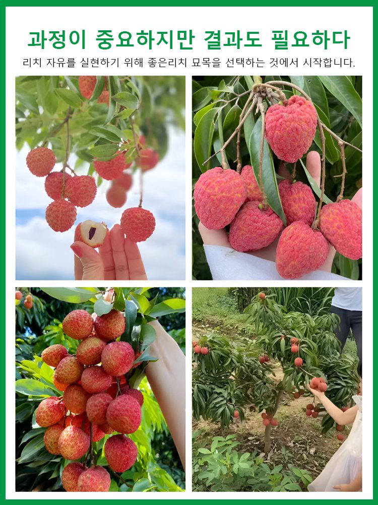 고품질 리치 씨앗