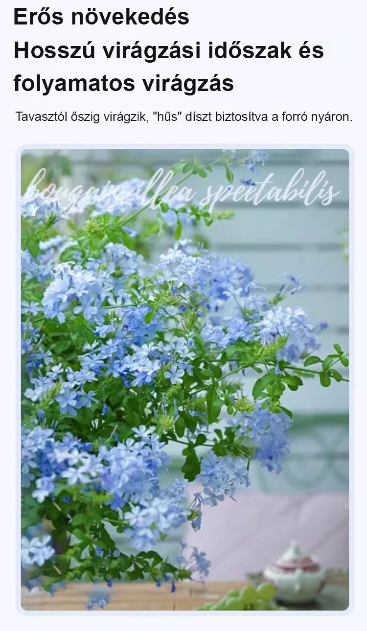 翻译件-JS-【飘香万里】四季开花蓝雪花爬藤种子-1266983-系统_05.jpg