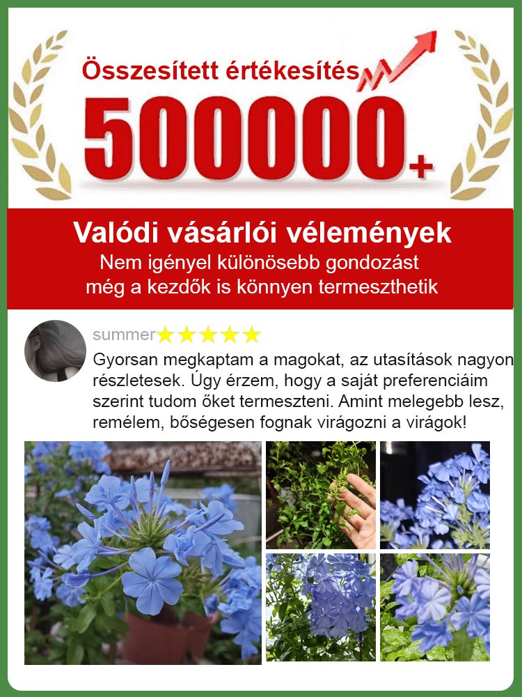 【Több ezer kilométeren át illatos】Kék hópehely magok