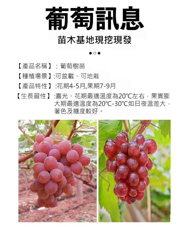 【自帶酒香氣】妮娜皇后葡萄種子