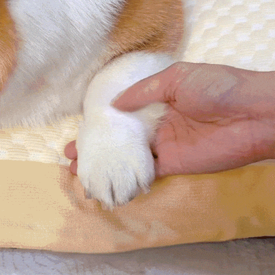 LED照明スマート電動ペット爪研ぎ器