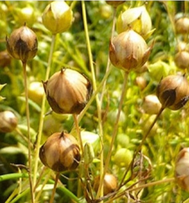 ゆったり綿麻上下セット