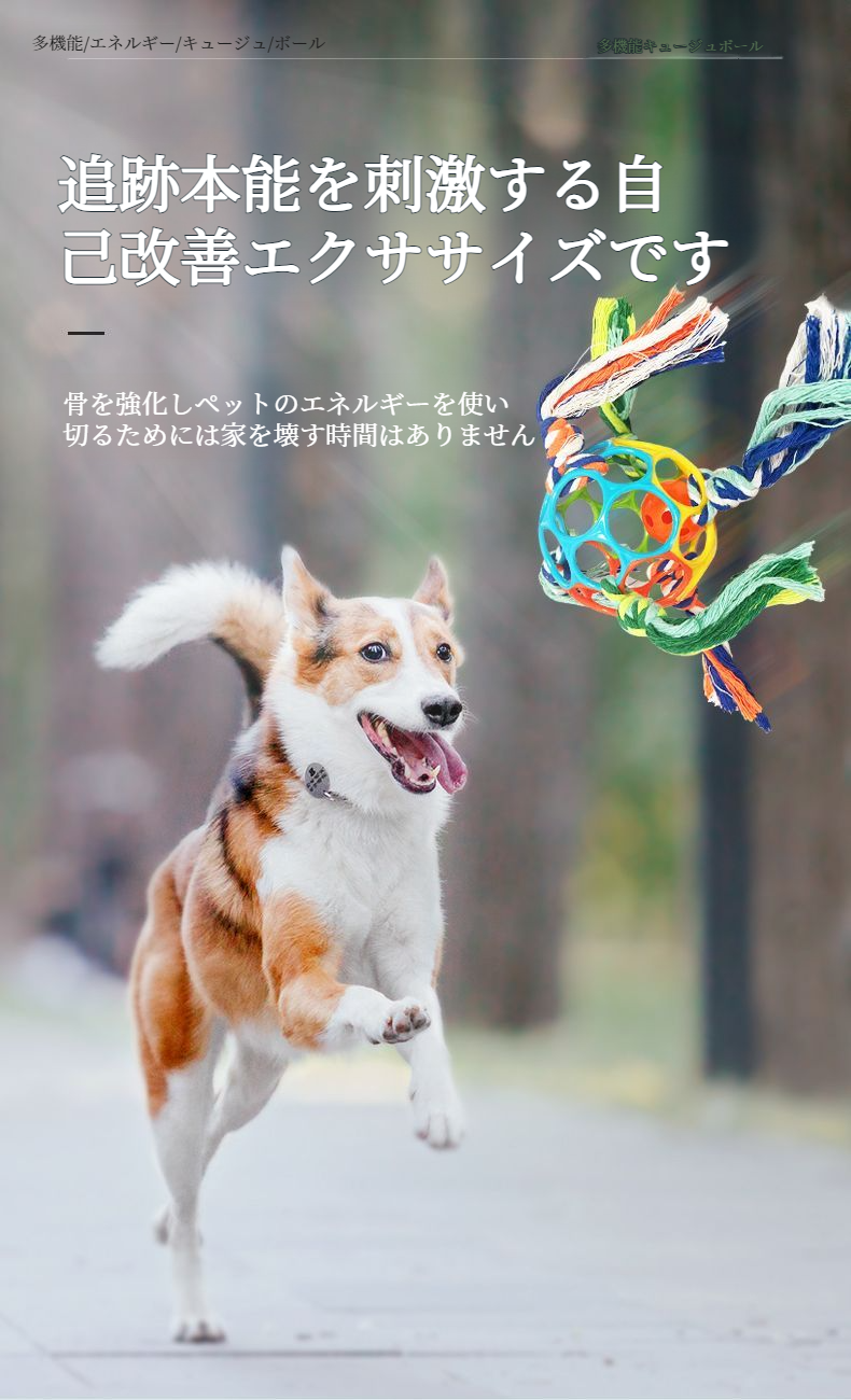 屋外トレーニングに最適な犬用おもちゃの利用例