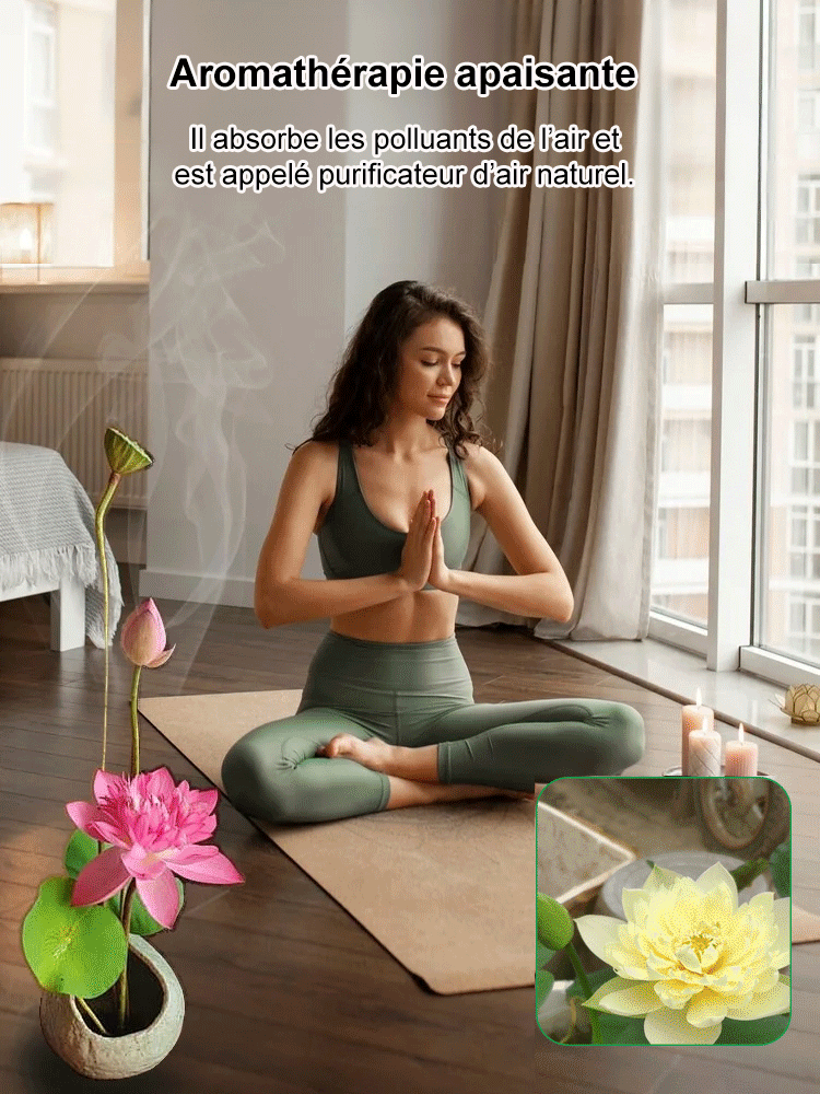 [Taux de germination très élevé] Lotus de la coupe de la chance