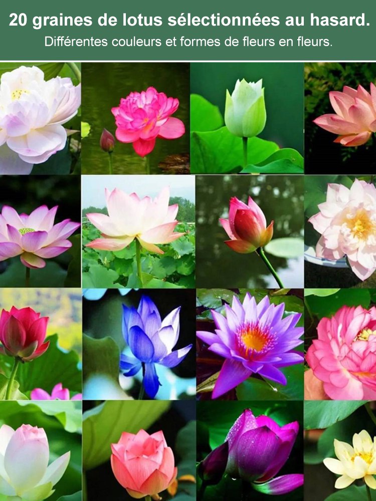 [Taux de germination très élevé] Lotus de la coupe de la chance