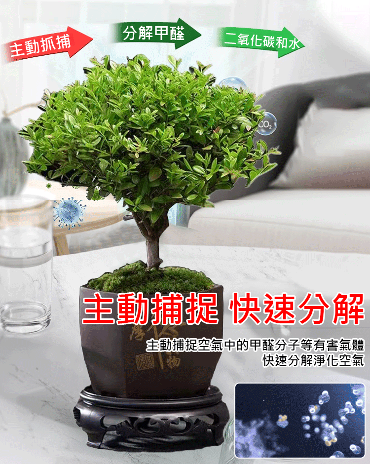 小葉赤楠植物盆栽