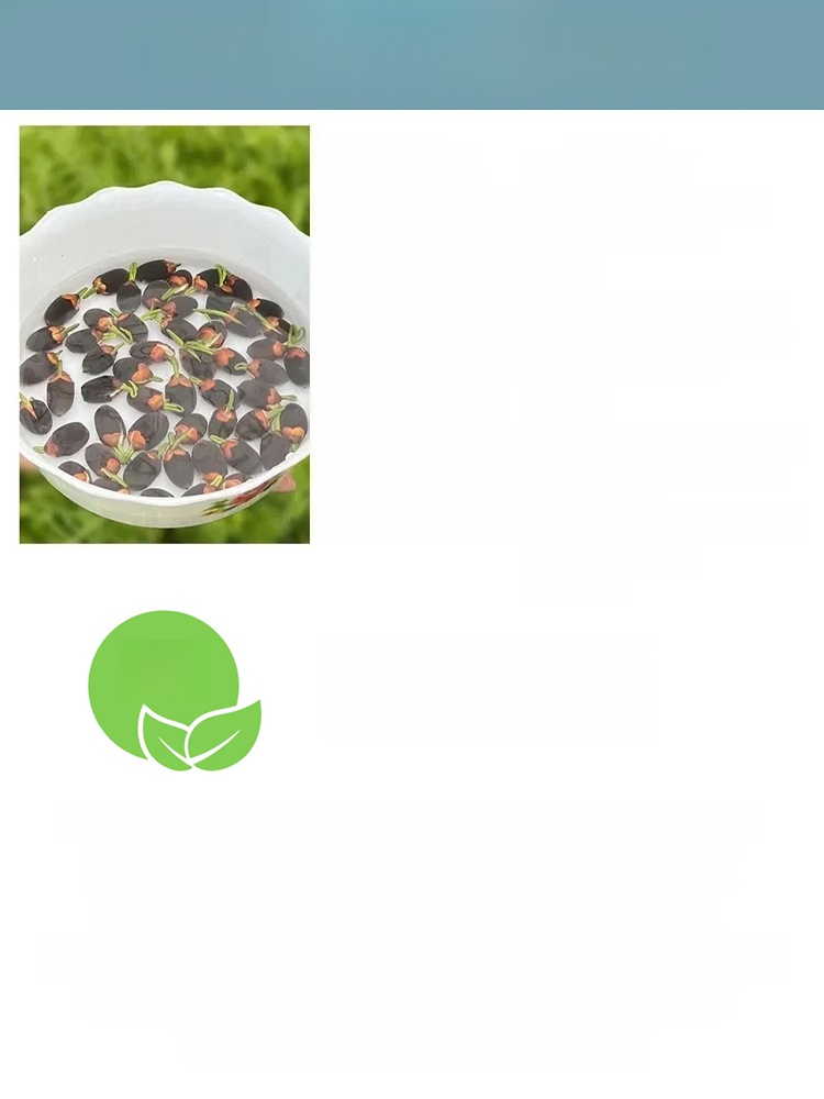 【운세 전환 재물운 초래】관상용 수경 재배 연꽃 씨앗