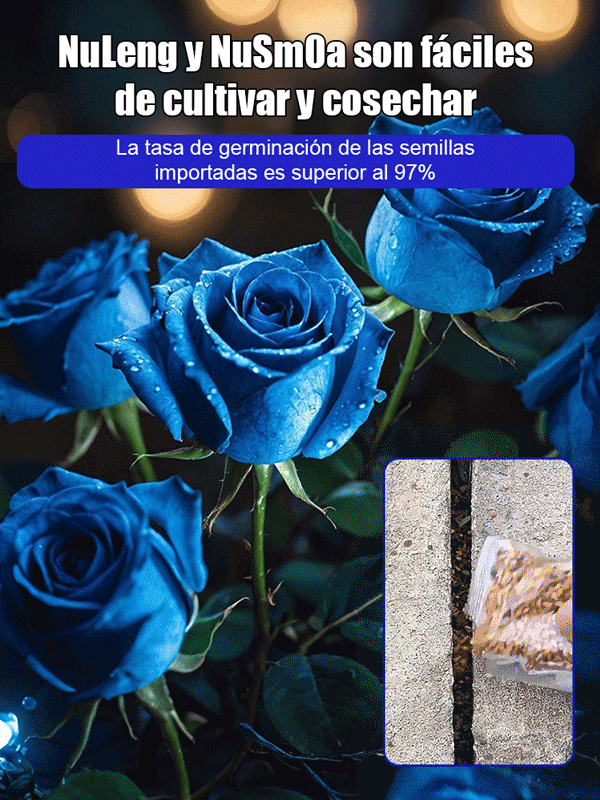 Semillas de rosa azul encantada