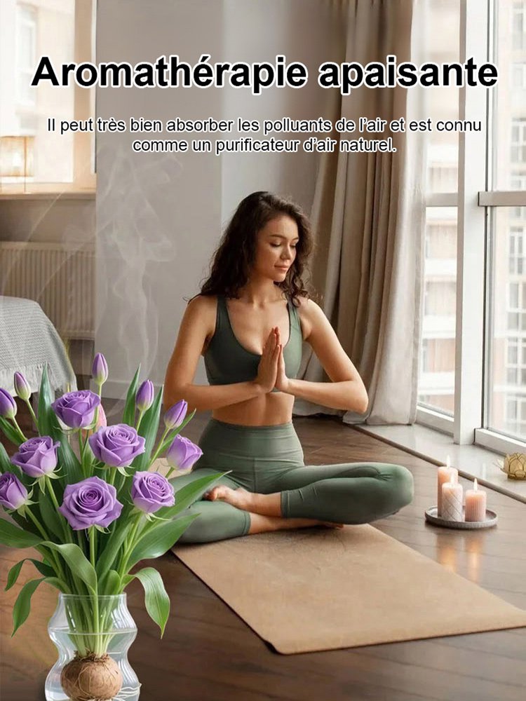 Bulbes de roses hydroponiques à longue floraison (300 jours), parfum intense