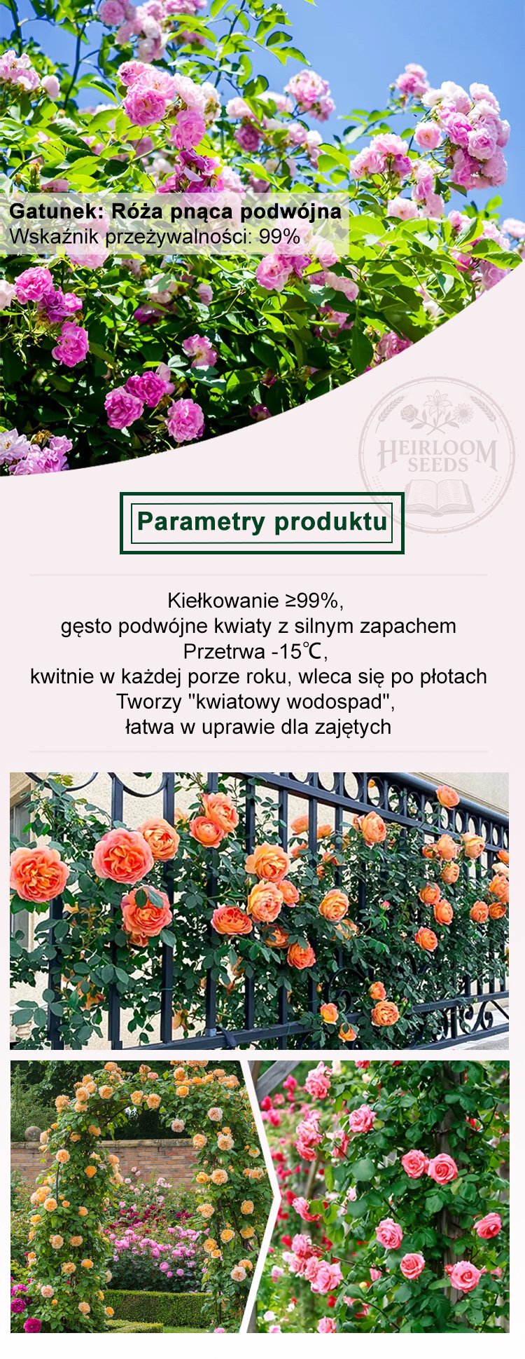 花种介绍-蔷薇.jpg