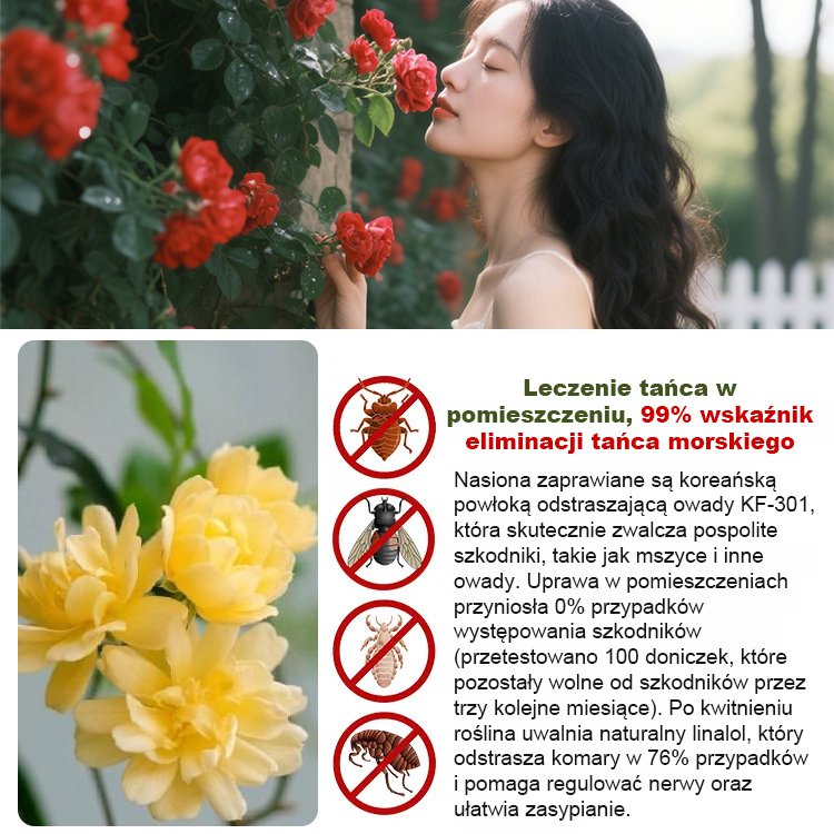 Rozkwit tysięcy kwiatów Nasiona czerwonego drewna wspinającego się po ścianach