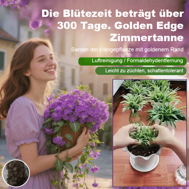 Immerblühende, duftende Goldrand-Grünlilie Samen