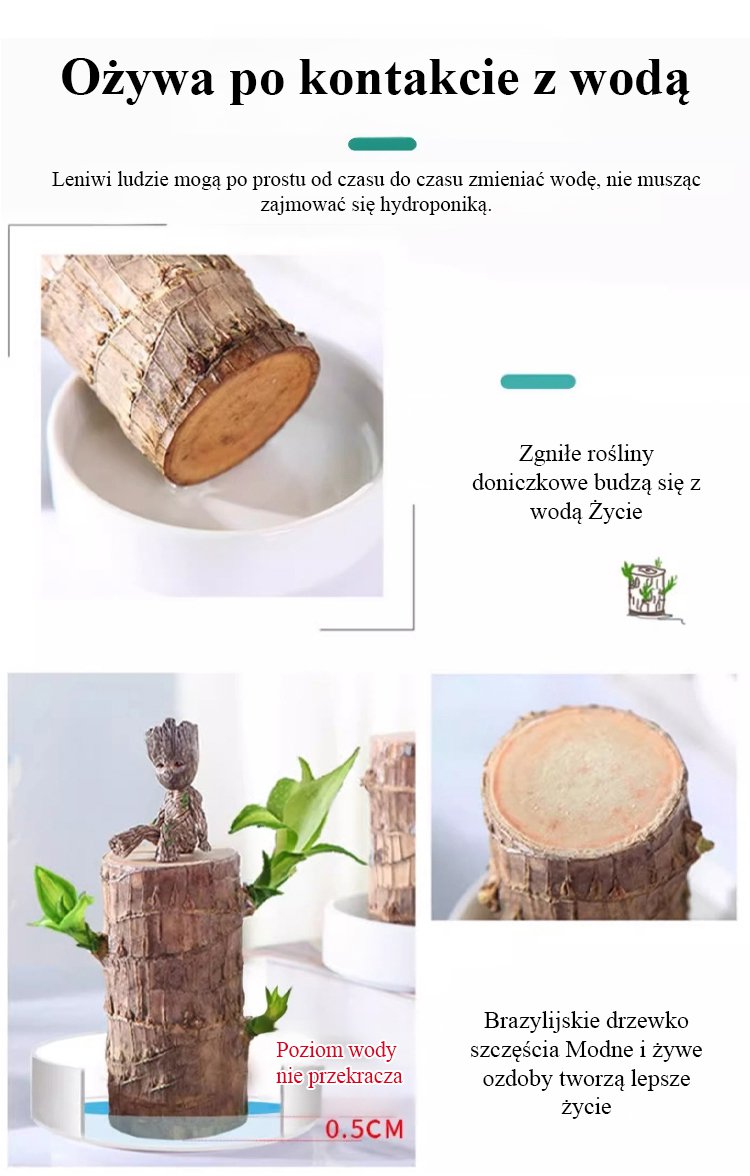 Szczęśliwa roślina brazylijska z efektem ożywienia po podlaniu