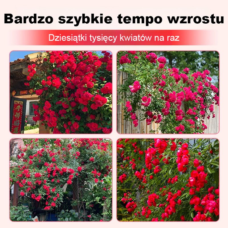 Rozkwit tysięcy kwiatów Nasiona czerwonego drewna wspinającego się po ścianach